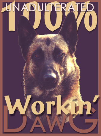 Malinois are #1